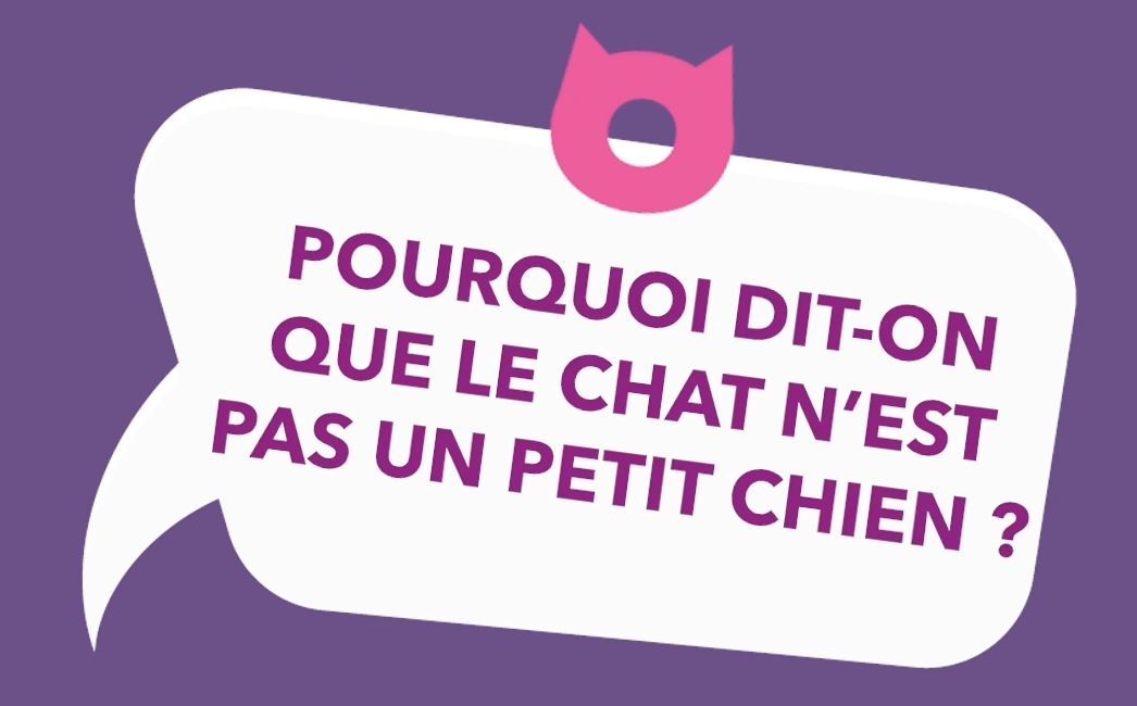 Pourqoui dit-on que le chat n'est pas un petit chien?