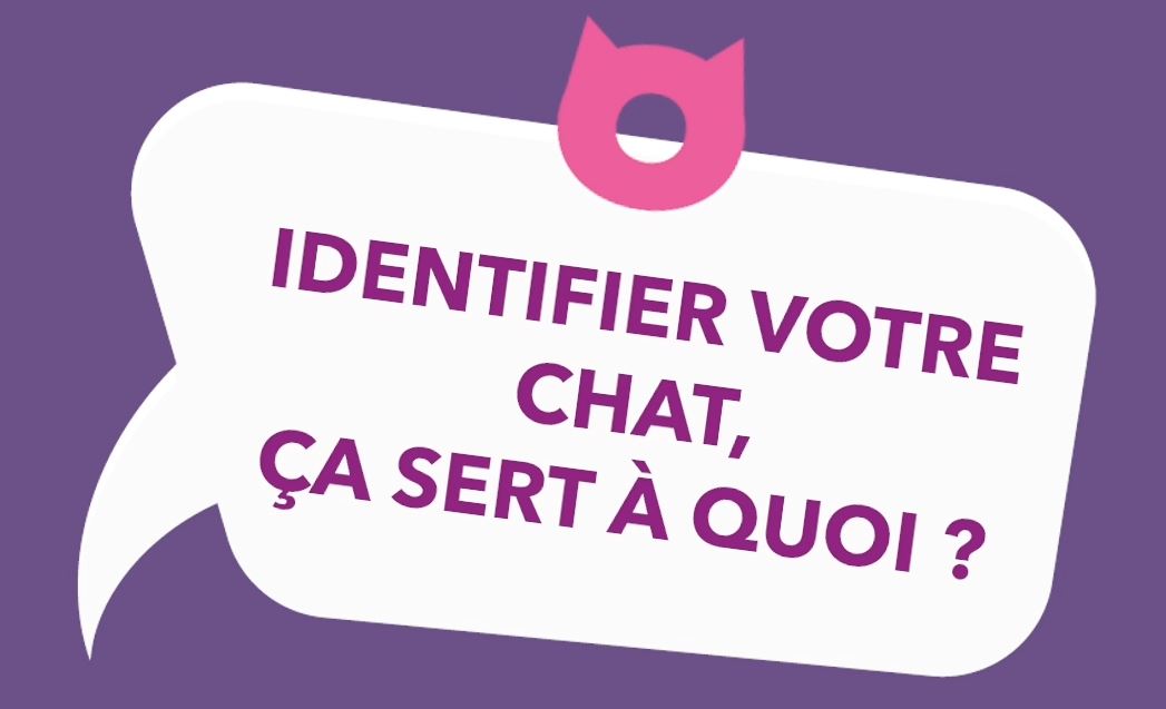 Vidéo : pourquoi identifier votre chat?